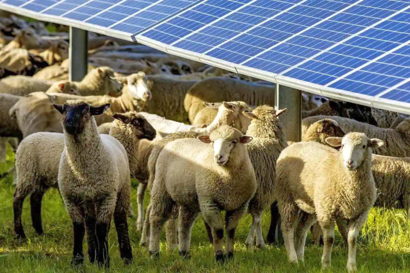 Solar Sheeps