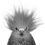 pigeon_2.png